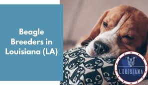Puppyfinder.com is secure, simple and efficient way to find a puppy, sell a puppy or addopt dogs via internet. 2 Beagle Breeders In Louisiana La Beagle Puppies For Sale Animalfate