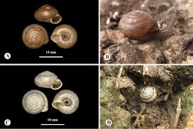 Image result for Landolphia robustior