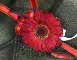 Wrist Corsage Made With A Red Gerbera Daisy And Complimentary Red Ribbon Wrist Corsage Gerbera Daisy Red Ribbon