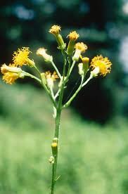 Image result for Gynura