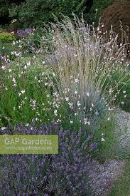 A massed planting of spanish lavender (lavandula stoechas) out front. Lavandula Angustifol Stock Photo By Martin Staffler Image 0429455
