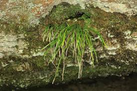 Image result for Vittaria