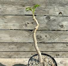 Image result for Cyphostemma quinatum