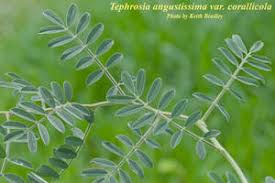 Image result for Tephrosia interrupta