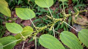 Image result for Urticaceae