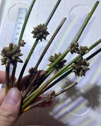 Image result for Schoenoplectiella articulata