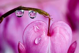 Maybe you would like to learn more about one of these? Bleeding Heart Flower Meaning Flower Meaning