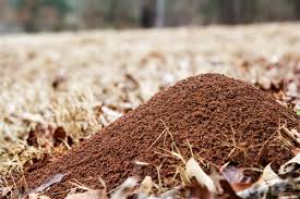 Ants have been known to protect aphids from other predators, such as ladybirds, to maintain a before morphing into rambo and unleashing righteous fury upon the unsuspecting ants in your. How To Help Get Rid Of Ant Hills In Your Yard Terminix