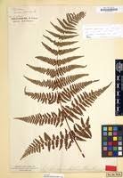 Image result for Hypolepis sparsisora