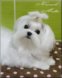 Puppies get premium quality puppy food. Shih Tzu Puppies Pomeranian Teacup Maltese Novocom Top