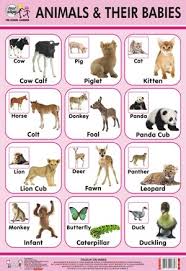Animal And Their Babies Chart In Delhi Delhi India Quixot Multimedia Pvt Ltd English Vocabulary Baby Chart Kids English