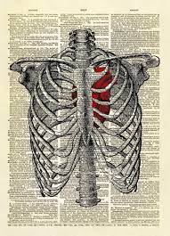 The ribcage then easily meets at the mid sternum where it was opened. Human Heart Inside Rib Cage Dictionary Art Print No 9 In 2021 Human Rib Cage Anatomy Art Dictionary Art Print