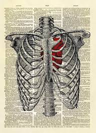 Please note that because of variances in computer monitor settings the color may appear slightly different in. Human Heart Inside Rib Cage Dictionary Art Print No 9 In 2021 Human Rib Cage Anatomy Art Dictionary Art Print