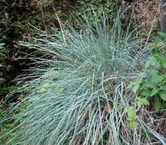 Image result for Festuca