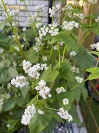 Image result for Fagopyrum snowdenii