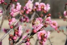 Apricot trees grow to manageable heights of 15 to 20 feet, are attractive and have bright fall color. Pin On Flowers Floral Arrangements And Centerpieces