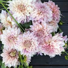 Cafe Au Lait This Dahlia Was One Of The Earliest Of My Dahlias To Flower Here This Season And They Are One Of My Flowers Dahlia Bloom Where You Are Planted