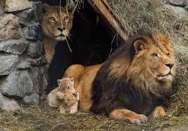 Lion Lionne Lionceaux Animaux Beaux Animaux Animaux Sauvages