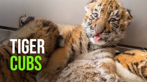 And 6:30 p.m., monday to friday. Tiger Zooborns