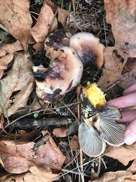 You are downloading mushroom identification latest apk 1.3. These Mushrooms Have A Yellow Stem Color Gills Wet And Sticky Caps They Looked Like Something Had Been Chewing On Them Probably Squirrels Found In Washington State In A Forested Area Mycology