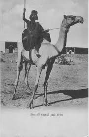 More information about cookies here. How Much Does A Camel Cost In Somalia