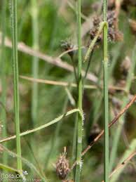 Image result for Fuirena pubescens