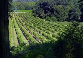 Последние твиты от lyndsy fonseca (@lyndsymfonseca). Portugiesischer Wein Und Spirituosen In Hagen