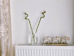 evin en yeni uyesi home decor decor glass vase