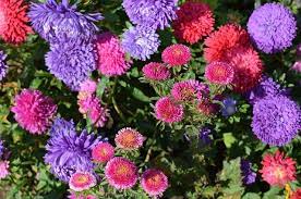 Free Image On Pixabay Asters Flowers Astra Flower September Flowers Flowers Aster