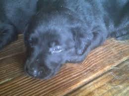He is a lab mix. Akc Labrador Retriever For Sale For Sale In Autryville North Carolina Classified Americanlisted Com