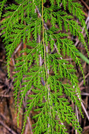 Image result for Lindsaeaceae