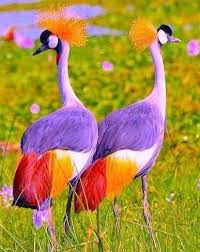 Pin By Zeytin On Nature In 2020 Beautiful Birds Most Beautiful Birds Pretty Birds