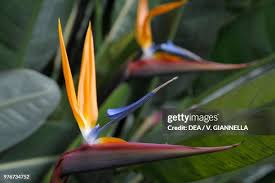 Image result for Strelitziaceae