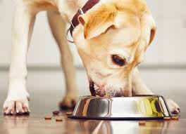 Nutritional food designed for healthy immunity and a shiny, soft coat. Mz0lae7hjsxrem