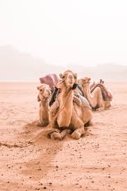 Discover more posts about lawrence of arabia. Desert Safari In Wadi Rum Viva La Vita In 2020 Wadi Rum Wadi Rum