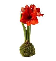 Jumbo Size No Water Wax Dipped Amaryllis Bulb Gray Marbleized Vivaterra Amaryllis Bulbs Red Amaryllis Flower Bulb Gifts