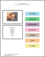Dog Taxonomy Chart Teacup Pomeranian Puppies