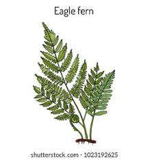 Image result for Pteridium