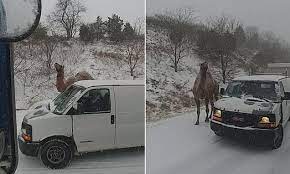 Camel relies solely on the backing system to orchestrate the error handling. Pennsylvania Drivers Are Stunned As A Camel Is Seen Walking On A Highway During A Snowstorm Daily Mail Online