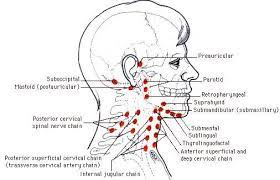Harter Knubbel Am Hinterkopf Lymphknoten