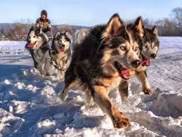Kizak Kopekleri Cok Sirin Hayvanlar Husky Sevimli Kopekler