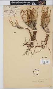 Image result for Pteronia acuminata