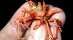 Posted by gideonna last updated: Scientists Find New Deep Sea Species In Seas Off Java Bbc News