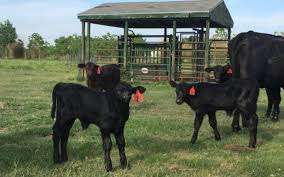 Black Angus Calves For Sale Near Me For Sale 26 Black Angus Cow Calf Pairs Cow Calf Cattle For Sale Angus