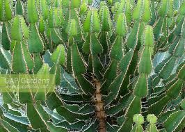 Image result for Euphorbia fortissima