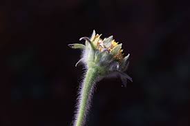 Image result for Tithonia tubaeformis