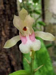 Image result for Oeceoclades