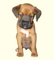 Black Boerboel Puppies For Sale In Durban Boxador Puppies For Sale Boxador Dog Breed Info Greenfield Puppies In 2020 Boxador Puppies Boxador Puppies For Sale Puppies