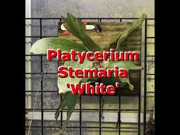 Image result for Platycerium stemaria