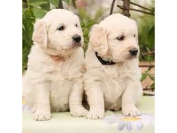 Select the dog availability tab above to view dogs ready. Golden Retriever Puppies For Sale In Uae 050 8063522 Sharjah Sharjah Classifieds